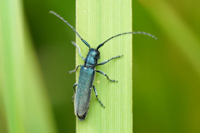 Agapanthia