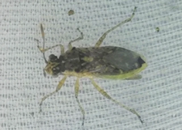 Rhopalidae - üvegpoloskák