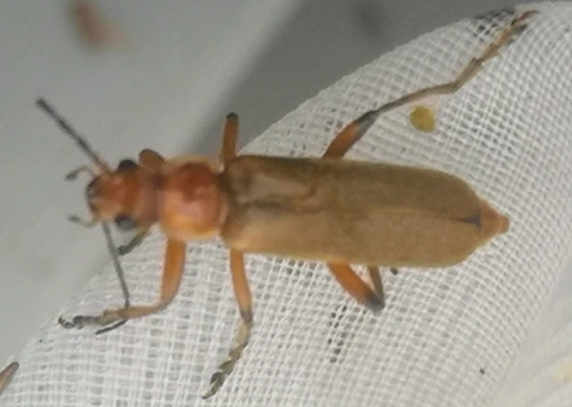 Cantharis pallida