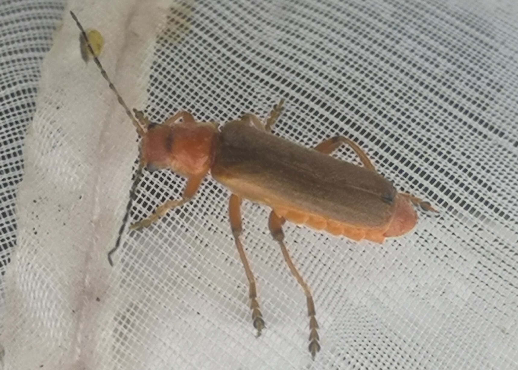 Cantharis pallida