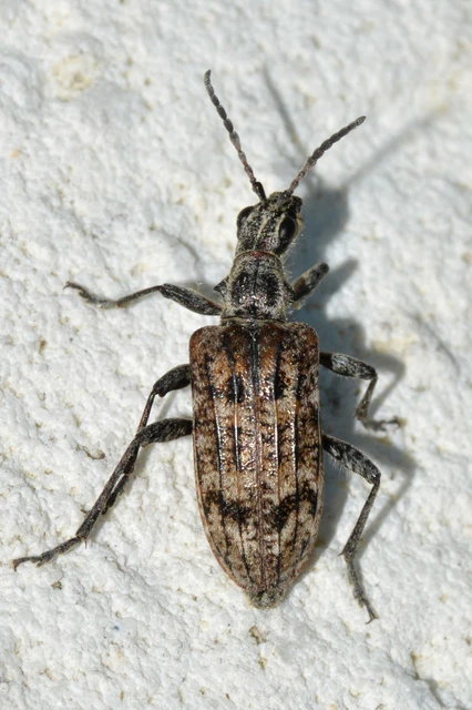 Rhagium inquisitor - fenyves-tövisescincér