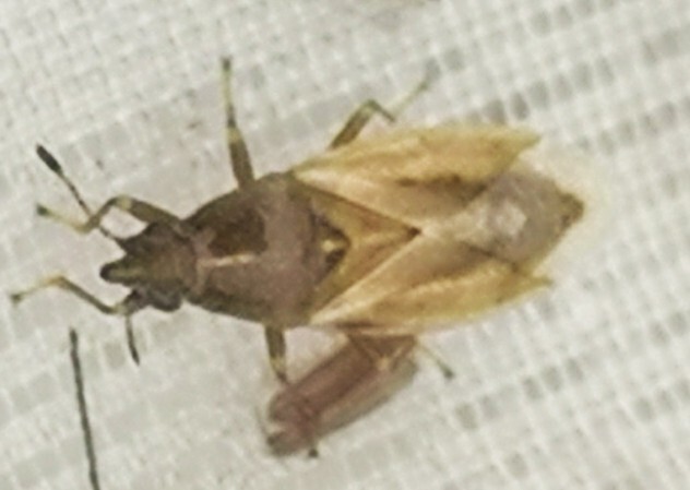 Cymus glandicolor - rétibodobács