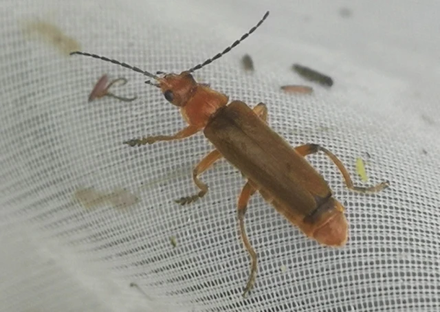 Cantharis pallida