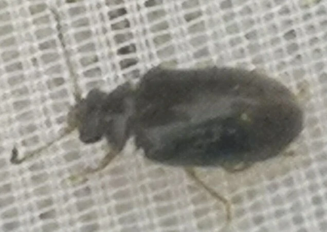 Scirtidae - rétbogárfélék