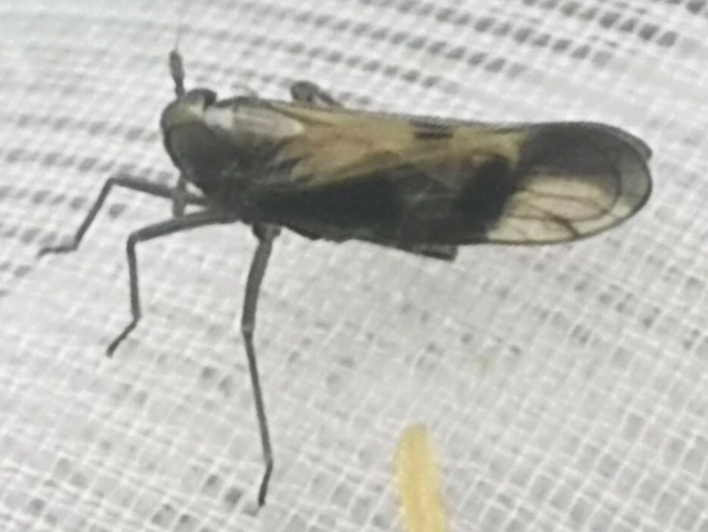 Euides basilinea