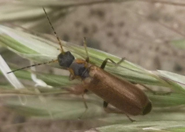 Rhagonycha nigriventris - feketecombú lágybogár Rhagonycha nigriventris - feketecombú lágybogár