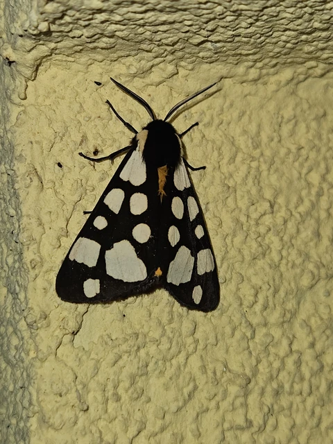 Arctia villica - fekete medvelepke