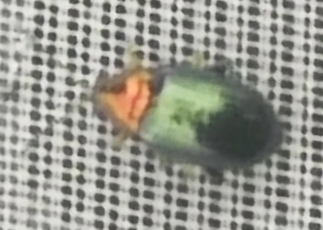 Crepidodera aurata - ékes fűz-földibolha