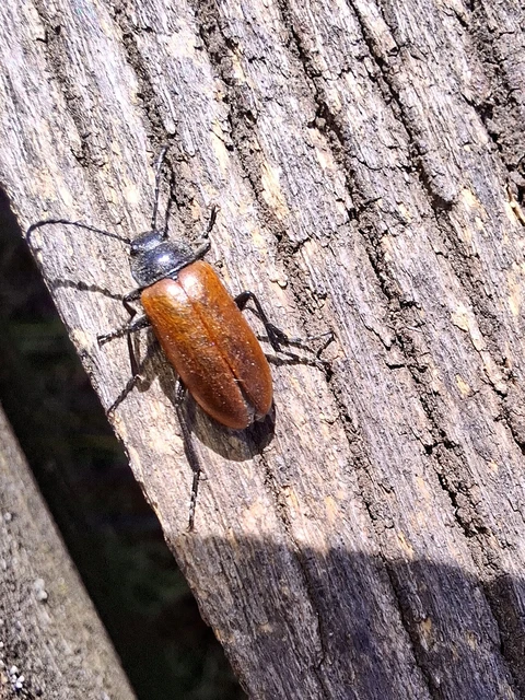 Omophlus Omophlus