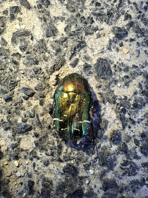 Cetonia aurata - aranyos virágbogár
