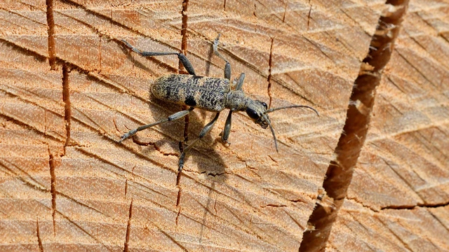 Rhagium mordax - cser-tövisescincér