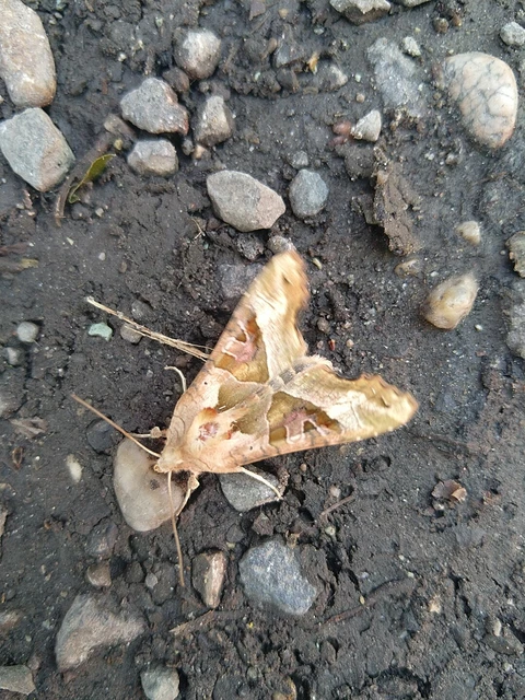 Phlogophora meticulosa - vándorló csipkésbagoly