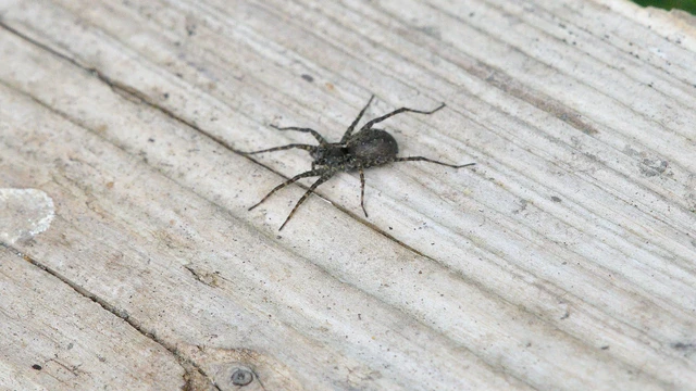 Pardosa