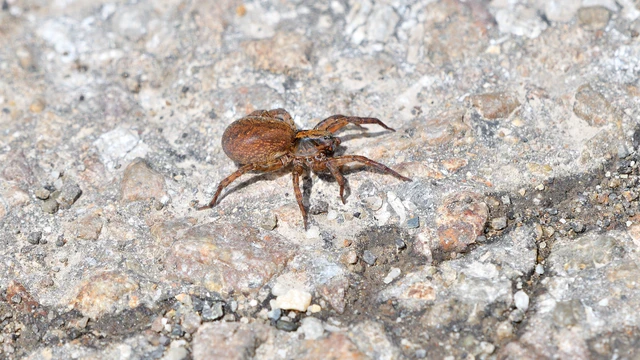Alopecosa sulzeri