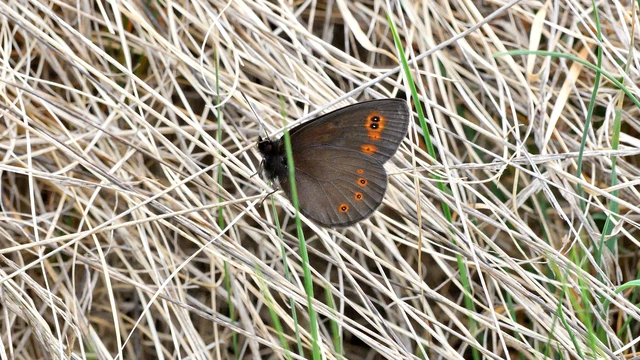 Erebia medusa - tavaszi szerecsenlepke