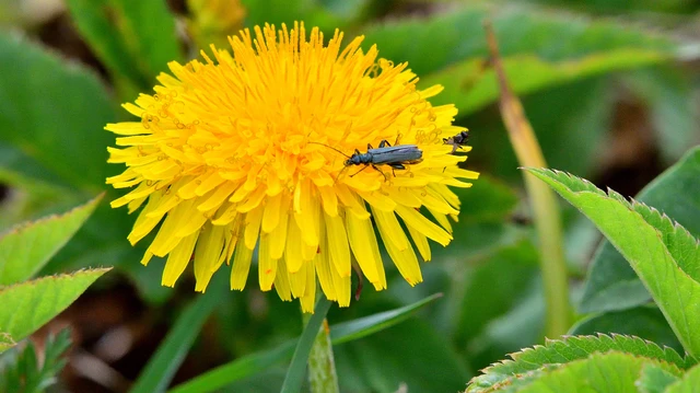 Oedemera