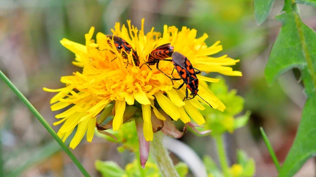 Spilostethus saxatilis - virágbodobács