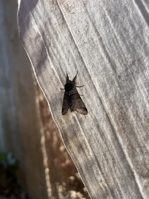 Furcula bifida - kis púposszövő