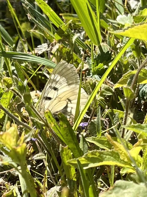 Parnassius mnemosyne - kis apollólepke