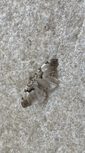 Anticlea derivata - vadrózsa-tarkaaraszoló