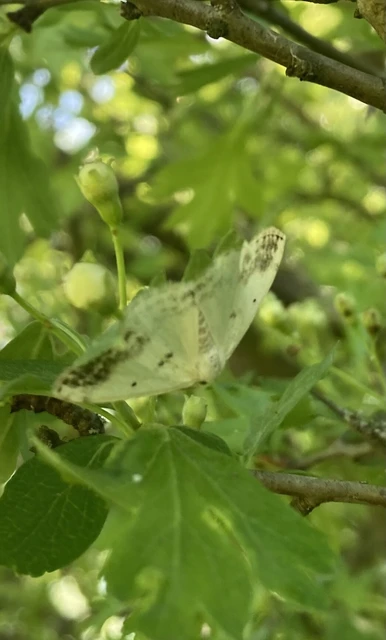 Lomographa temerata - foltos fehéraraszoló