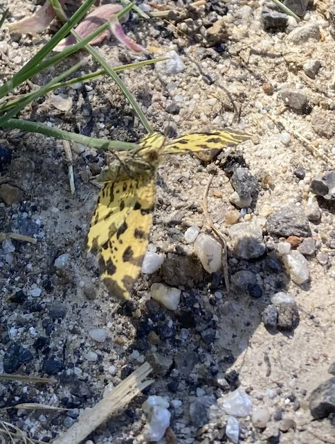 Pseudopanthera macularia - párducfoltos araszoló