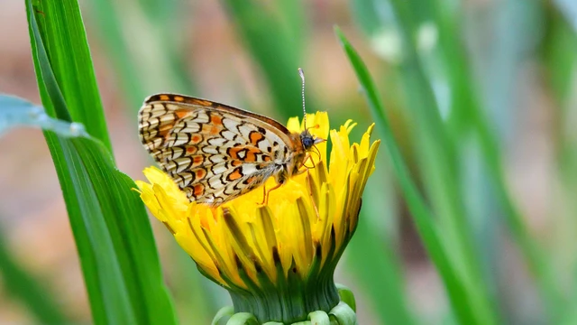 Melitaea phoebe - nagy tarkalepke