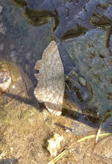 Ematurga atomaria - barna rétiaraszoló