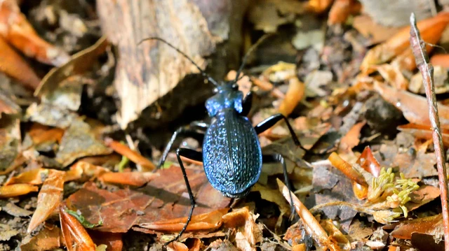 Carabus intricatus - kék laposfutrinka Carabus intricatus - kék laposfutrinka
