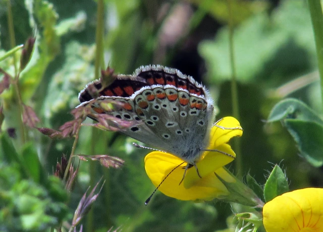 Aricia agestis - szerecsenboglárka
