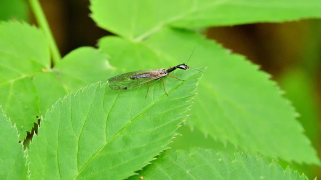 Raphidioptera - Tevenyakú-fátyolkák