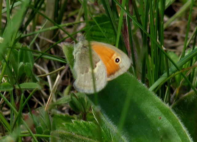 Coenonympha pamphilus - kis szénalepke