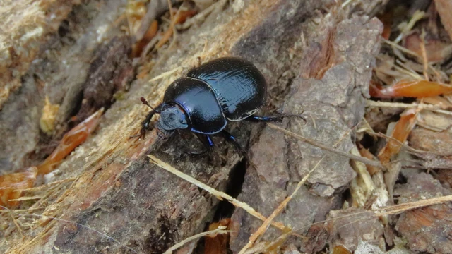 Anoplotrupes stercorosus - erdei álganéjtúró