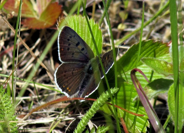 Lycaena tityrus - barna tűzlepke