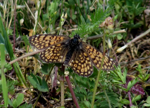 Melitaea cinxia - réti tarkalepke