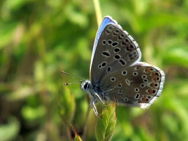 Polyommatus bellargus - égszínű boglárka