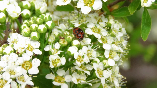 Cryptocephalus sexpunctatus - hatfoltos zömökbogár Cryptocephalus sexpunctatus - hatfoltos zömökbogár