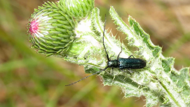 Agapanthia violacea - kék somkórócincér