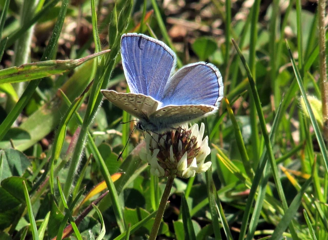 Polyommatus icarus - közönséges boglárka