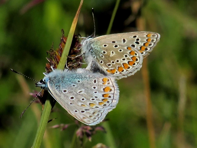 Polyommatus icarus - közönséges boglárka