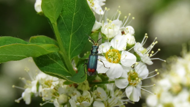 Malachius