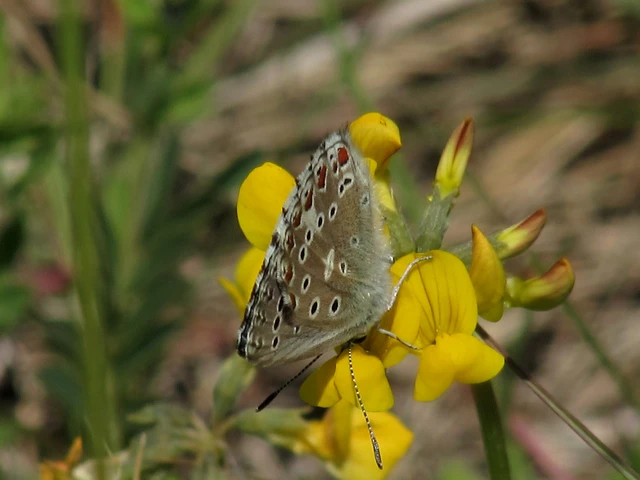 Polyommatus bellargus - égszínű boglárka