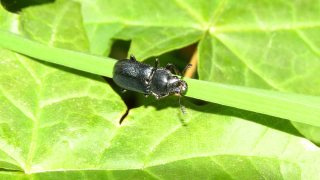 Platycerus caraboides - kis fémesszarvasbogár
