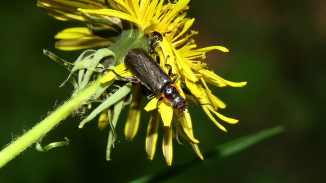 Cantharis