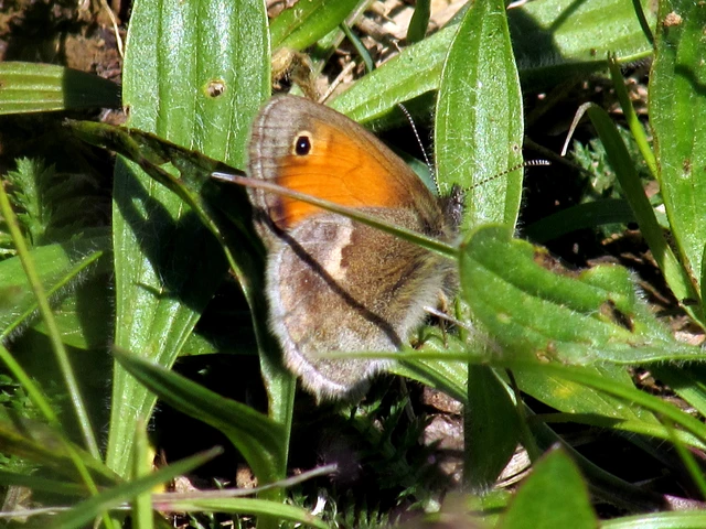 Coenonympha pamphilus - kis szénalepke