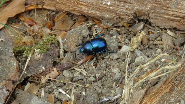 Trypocopris vernalis - tavaszi álganéjtúró