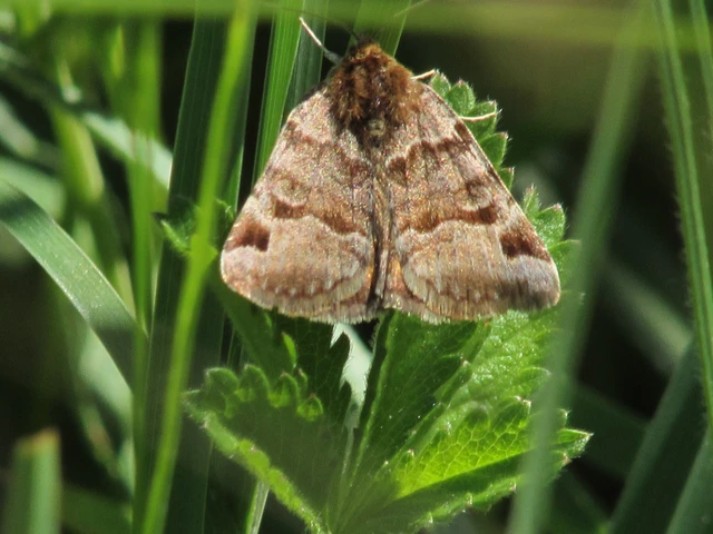 Euclidia glyphica - közönséges nappalibagoly