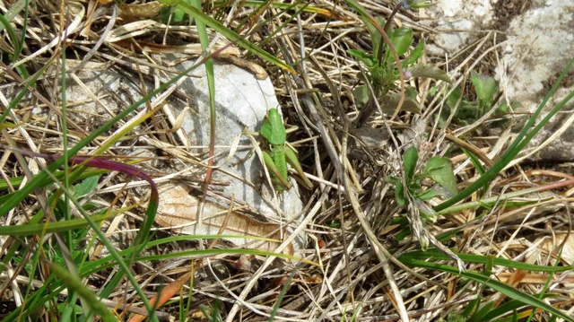 Decticus verrucivorus - szemölcsevő szöcske