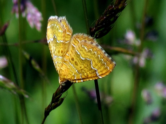 Camptogramma bilineata - kétvonalas sávosaraszoló