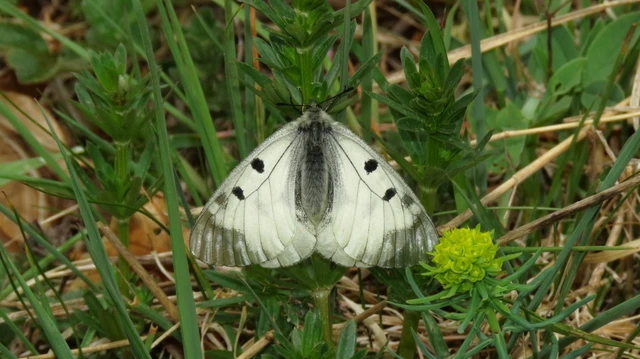 Parnassius mnemosyne - kis apollólepke